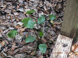 صورة Alocasia cucullata (Lour.) G. Don