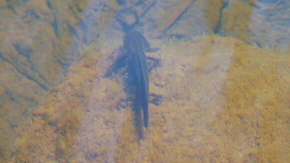 Image of Michoacan Stream Salamander