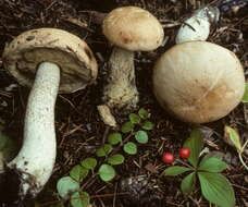 Image of Leccinum areolatum A. H. Sm. & Thiers 1971