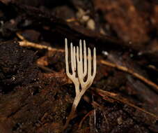 Image of Ramariopsis bicolor R. H. Petersen 1988