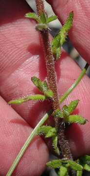 Image of Prismatocarpus rogersii Fourc.