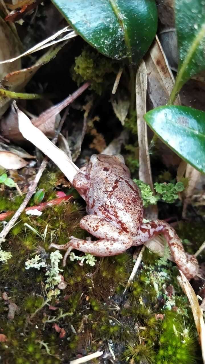 Image of Elegant Robber Frog