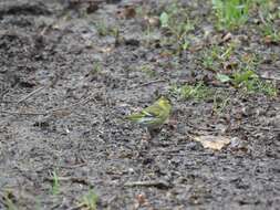 Image of Eurasian Siskin