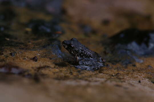 Litoria meiriana (Tyler 1969)的圖片