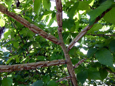 Image of Dutch elm