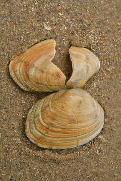 Image of corrugated venus