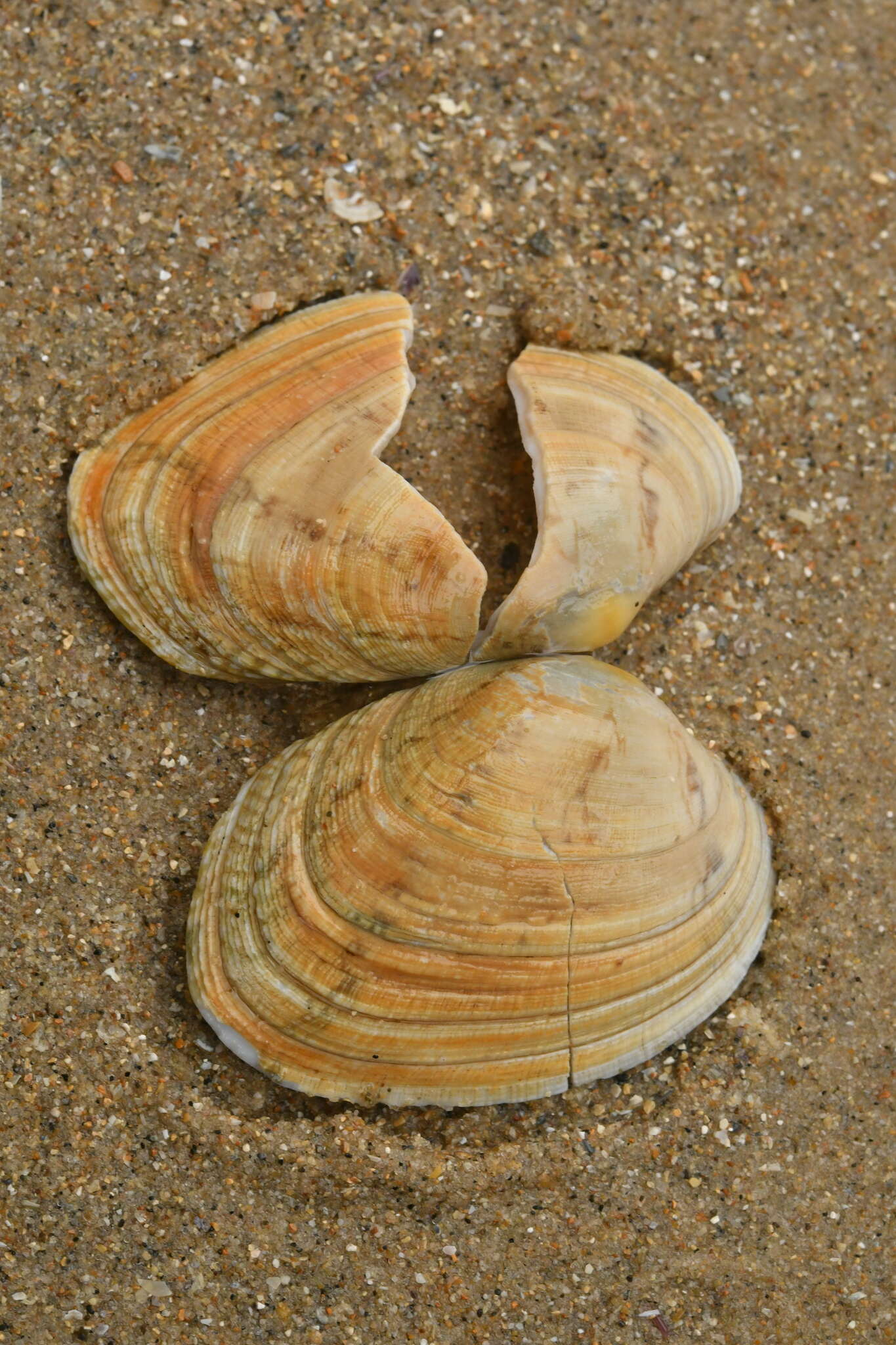 Image of corrugated venus