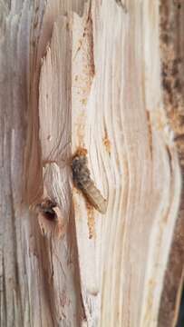 Image of Long-horned beetle