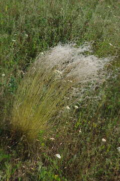 Image of Needle Grass