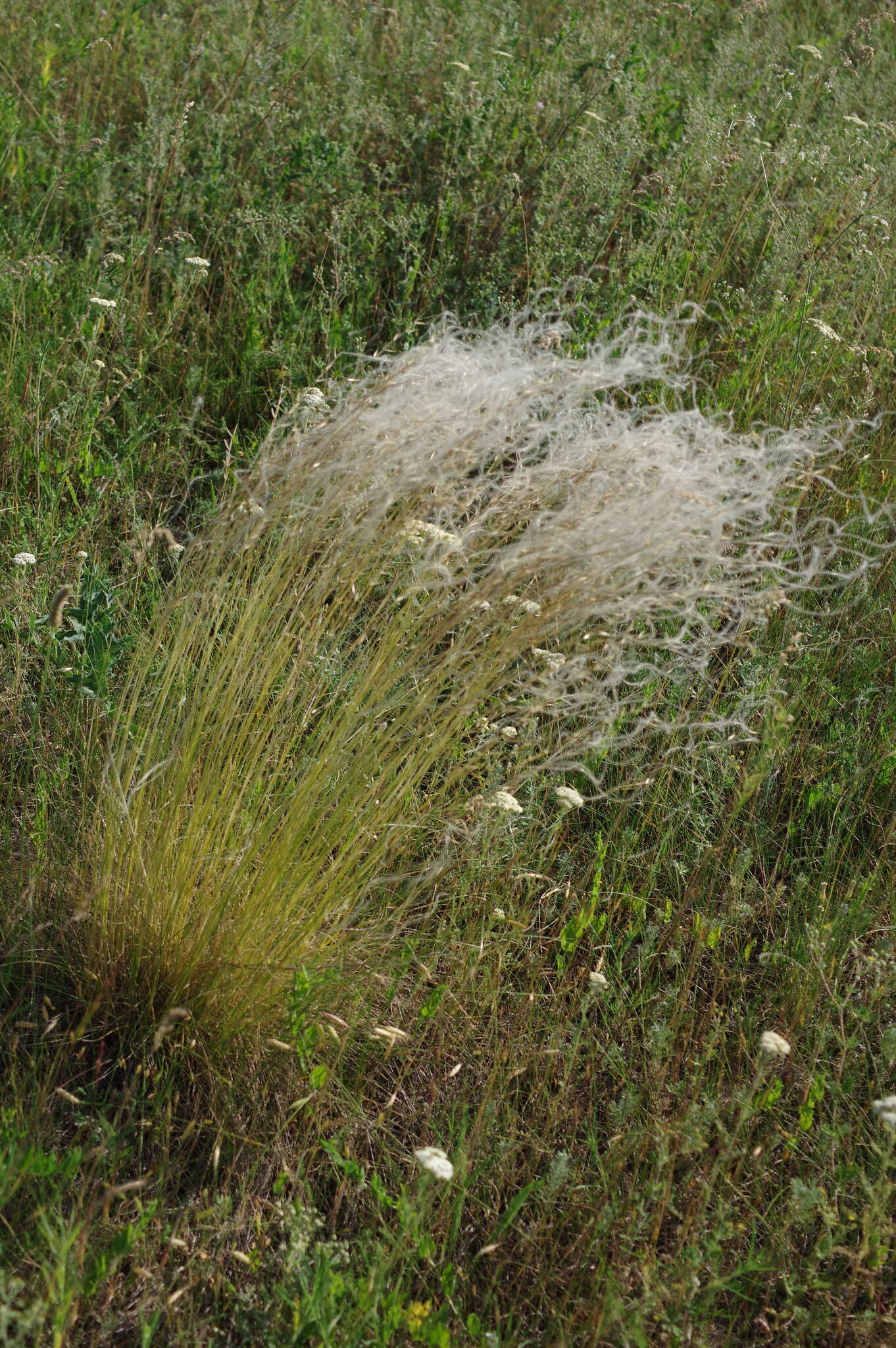 Image of Needle Grass