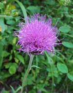 Image of Cirsium maackii Maxim.