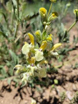 Imagem de Salvia suffruticosa Montbret & Aucher ex Benth.