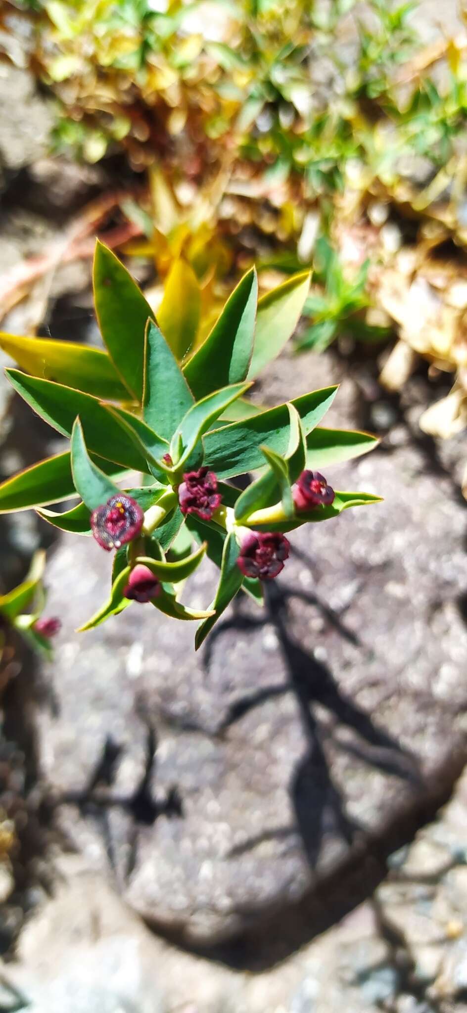 Image of Euphorbia portulacoides L.