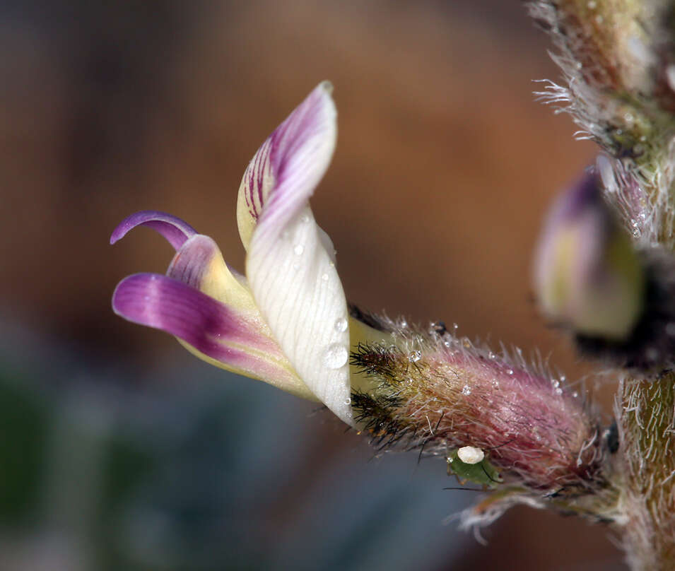 Image of widow's milkvetch