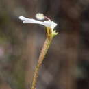 Image of Stylidium rhipidium R. Erickson & J. H. Willis