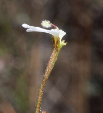 Image of Stylidium rhipidium R. Erickson & J. H. Willis