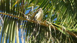 Image of Pied Imperial Pigeon