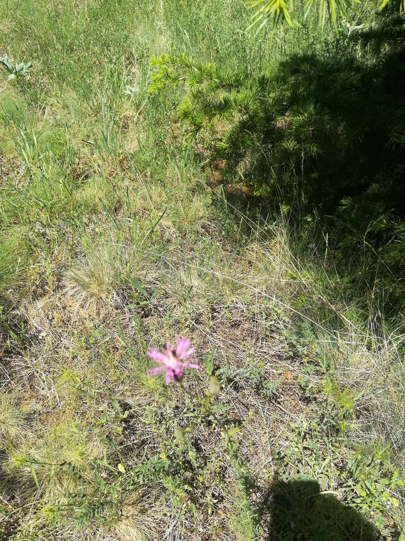 Image de Crupina crupinastrum (Moris) Vis.