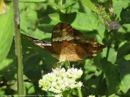 Image of Anartia amathea roeselia Eschscholtz 1821