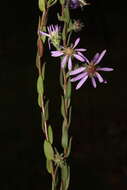 Image of Symphyotrichum plumosum (Small) Semple