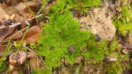 Image of resurrection plant