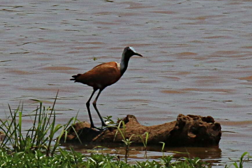 Image of Madagascan Jacana