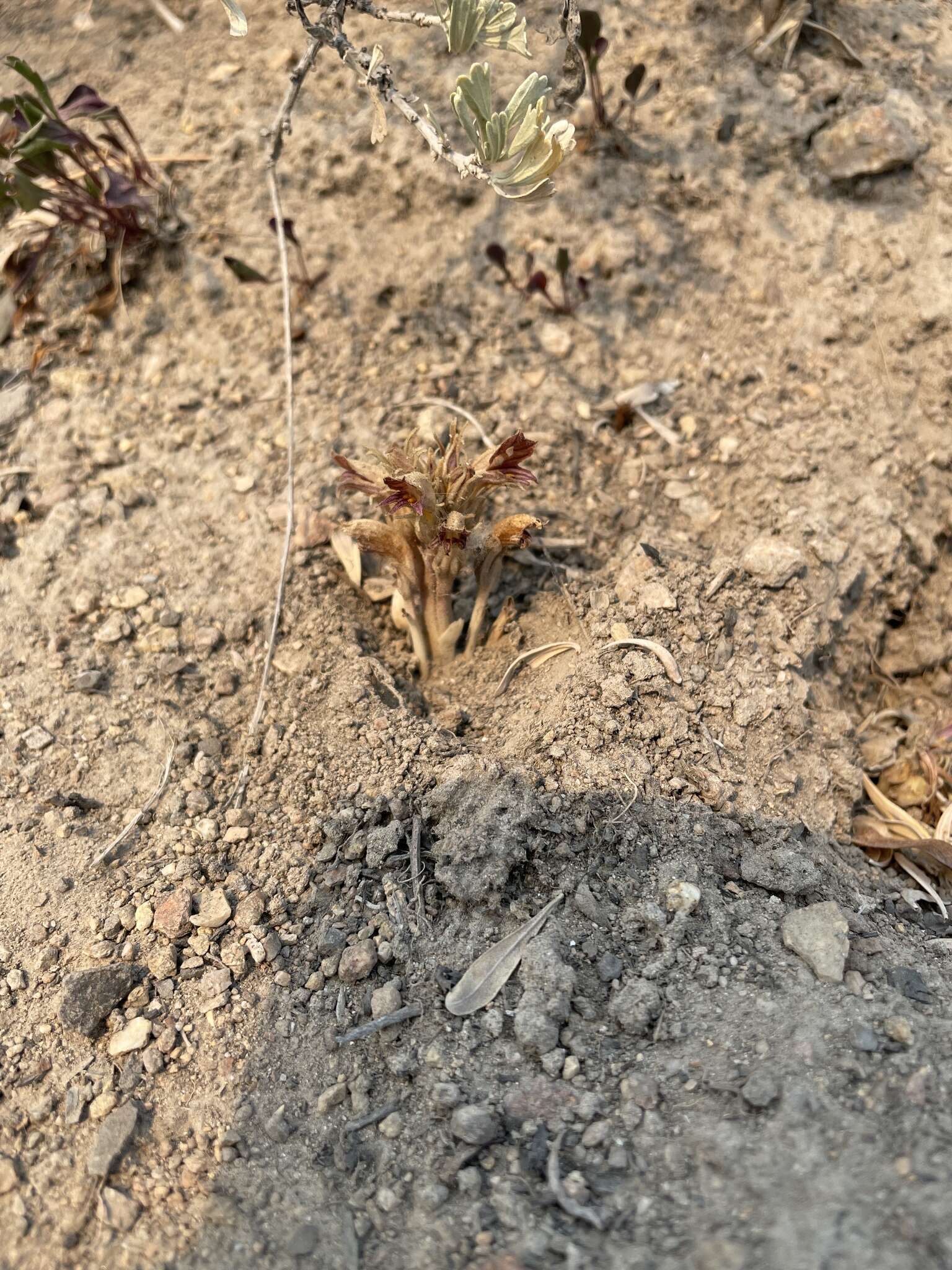 Image of flat-top broomrape