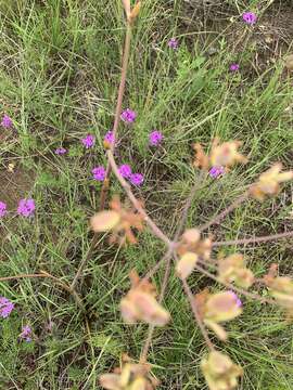 Afrosciadium magalismontanum (Sond.) Winter的圖片