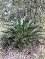 Image of Cycad