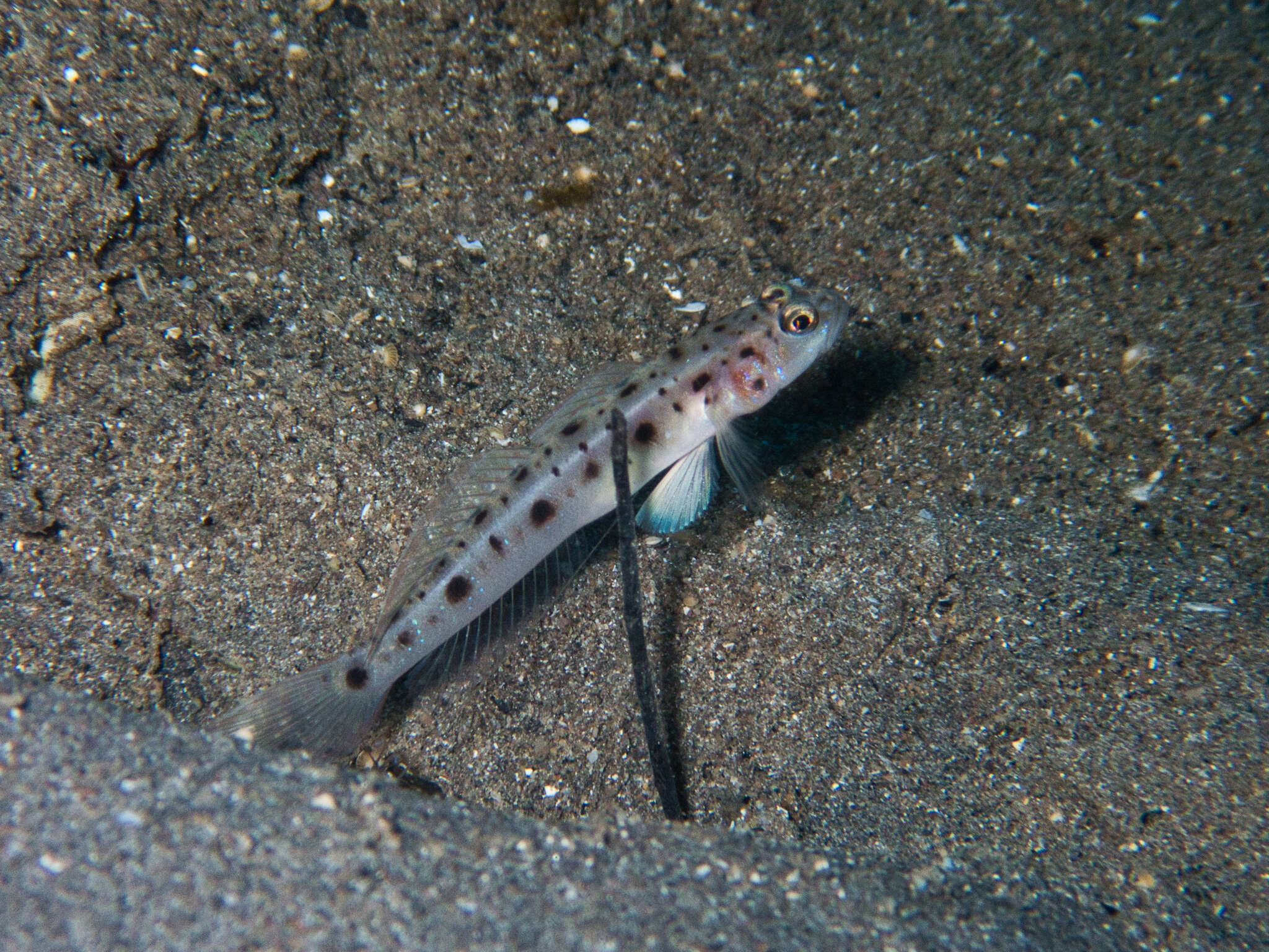 Image of Ambanoro shrimpgoby