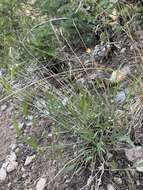 Image of Panamint rock goldenrod