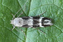 Image of Mompha sturnipenella