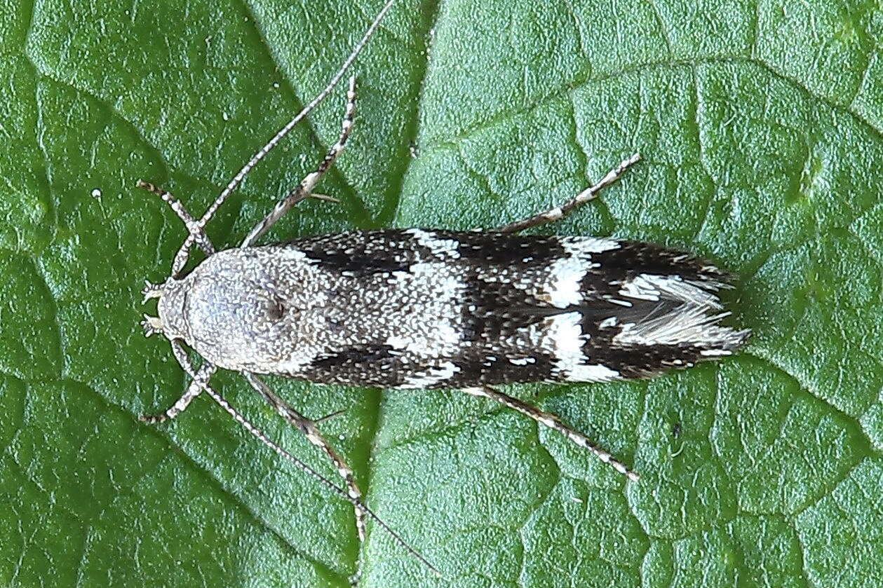 Image of Mompha sturnipenella