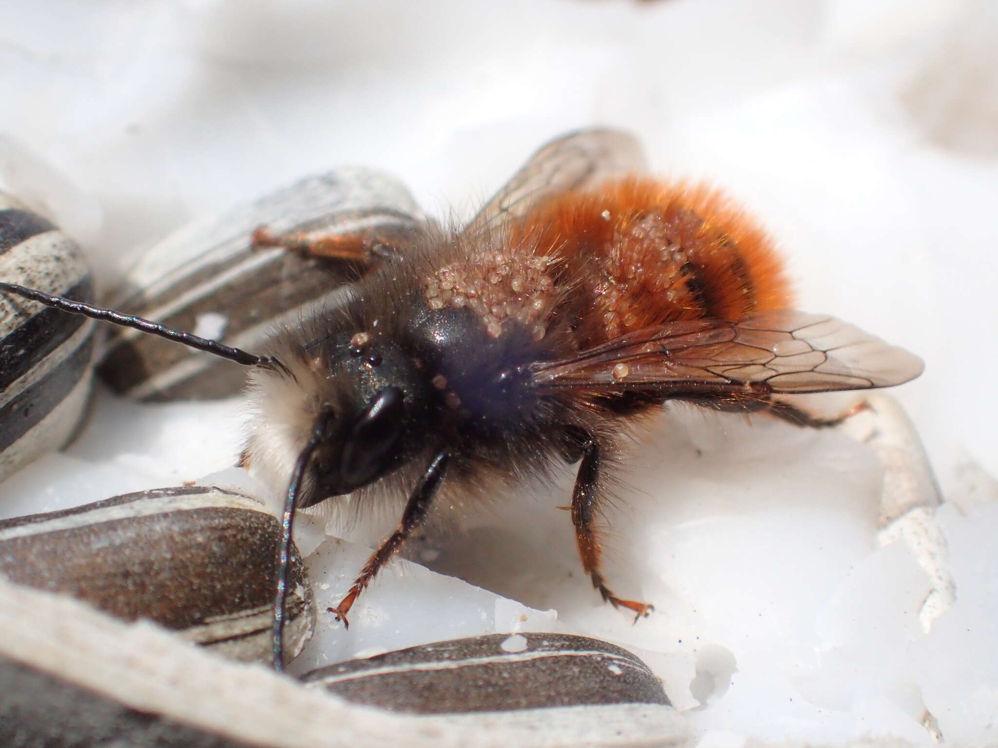 Image of Osmia cornuta (Latreille 1805)