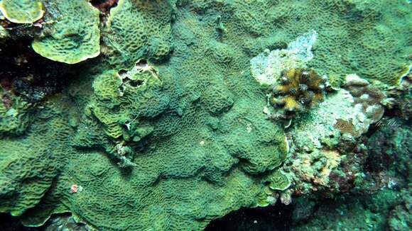 Image of Slender Lettuce Coral