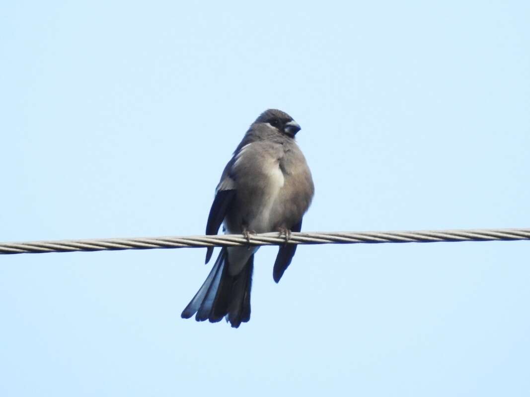 Image of Brown Bullfinch