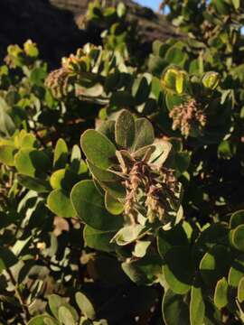 Image of Santa Rosa Island manzanita