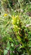 Imagem de Platanthera pollostantha R. M. Bateman & M. Moura