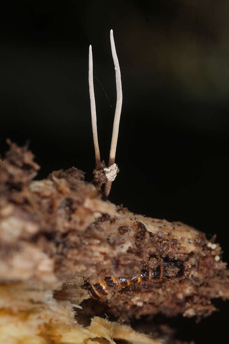 Image of Ophiocordyceps stylophora (Berk. & Broome) G. H. Sung, J. M. Sung, Hywel-Jones & Spatafora 2007