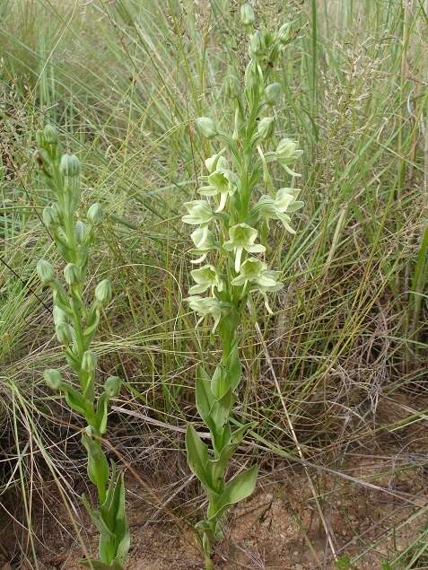 Image of Habenaria epipactidea Rchb. fil.