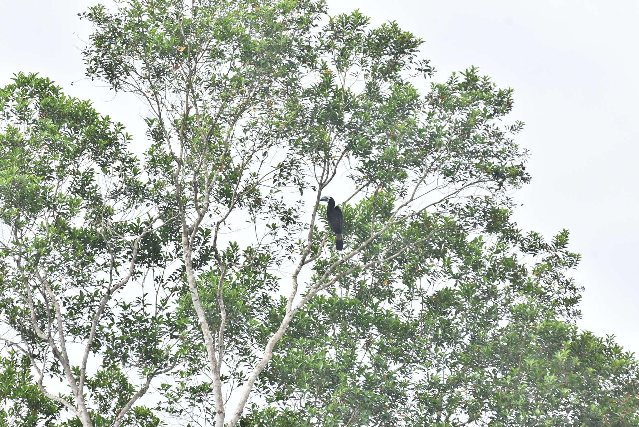 Image of Bushy-crested Hornbill