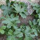 Image of Acanthus mollis subsp. platyphyllus Murb.