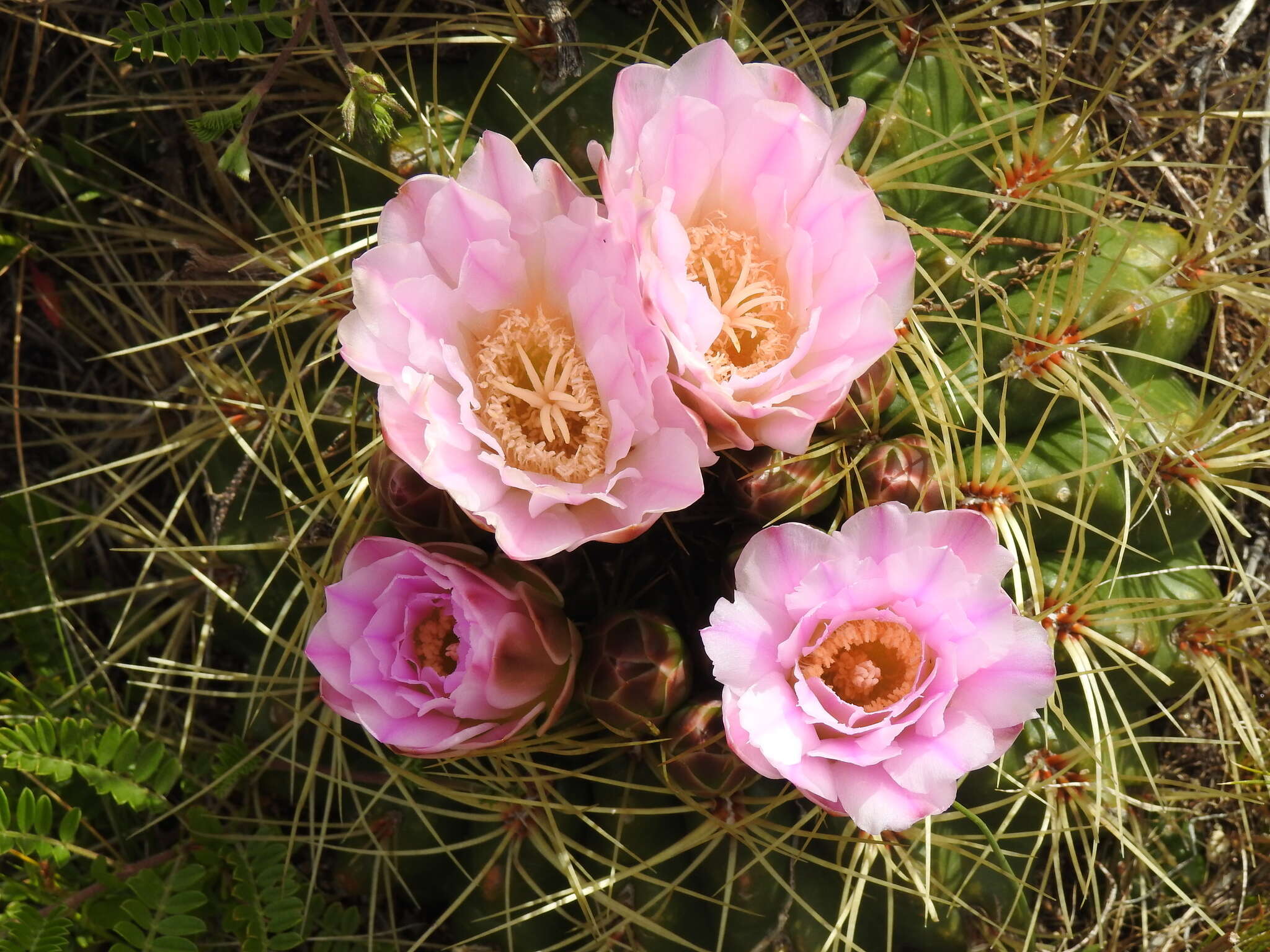 Image of Gymnocalycium monvillei subsp. monvillei