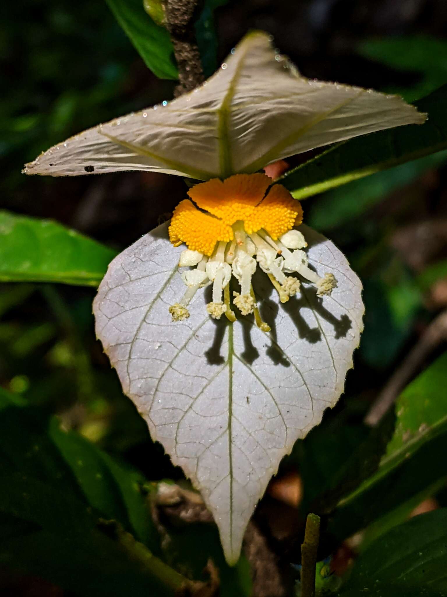 Image of Dalechampia spathulata (Scheidw.) Baill.