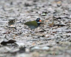 Image of Orange-billed Sparrow