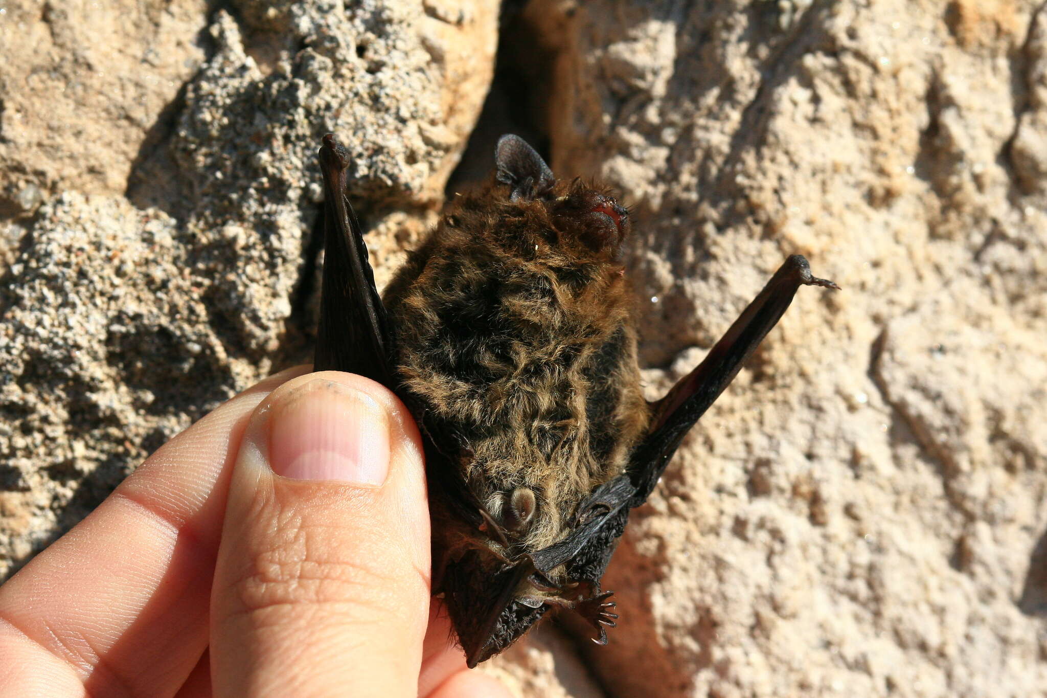 Image of Nathusius' Pipistrelle