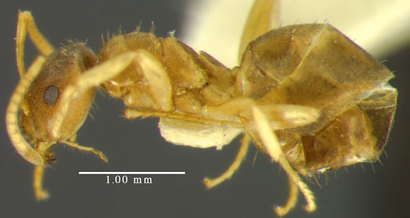 Image of <i>Lasius sitiens</i> Wilson 1955