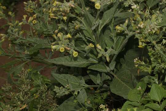 Image of Aztec tobacco