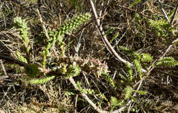 Image of four-stamen tamarisk