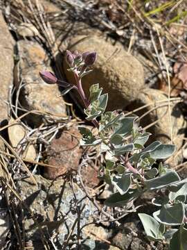 Image of stiff willowherb